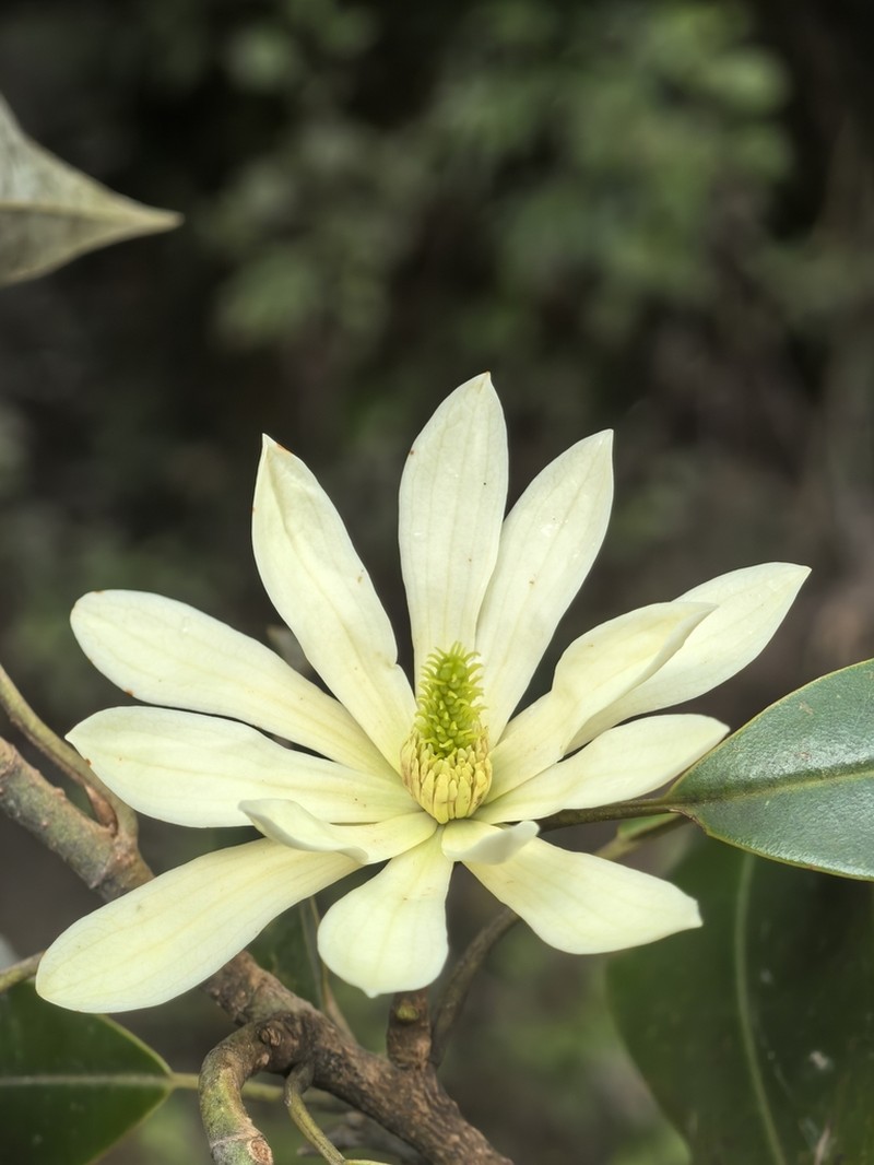 Magnolia floribunda photo 6
