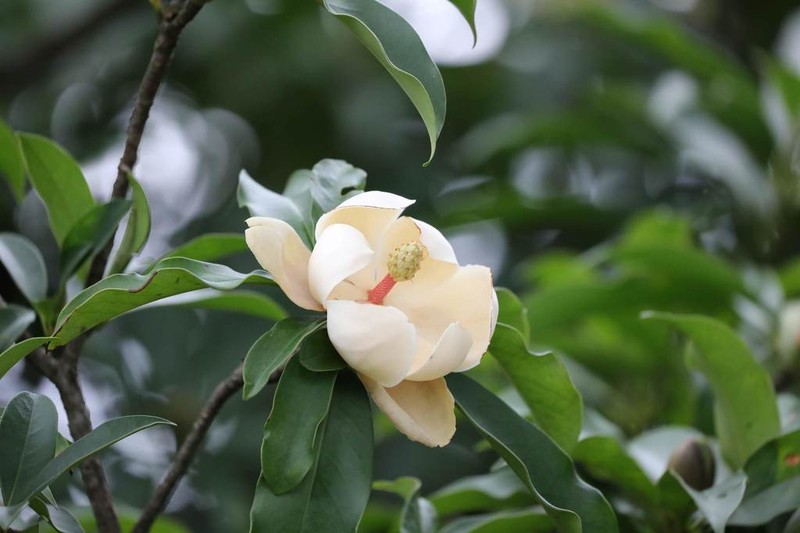 Magnolia fordiana