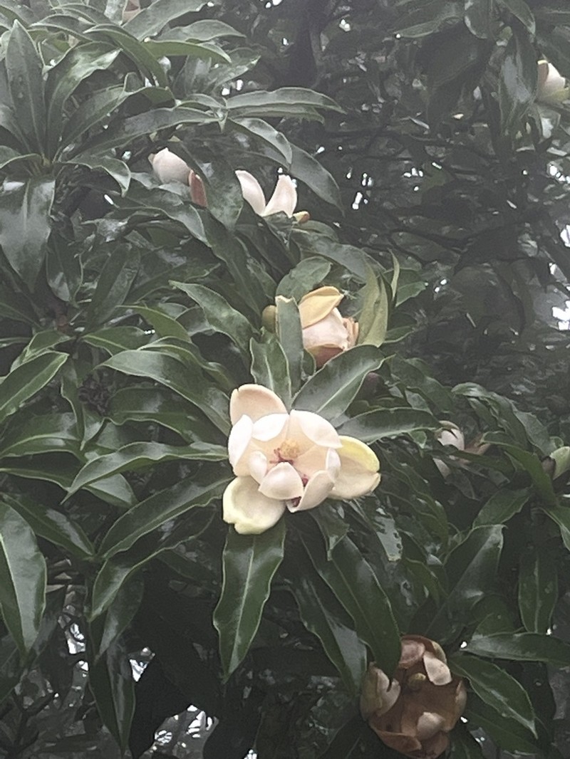 Magnolia fordiana photo 2