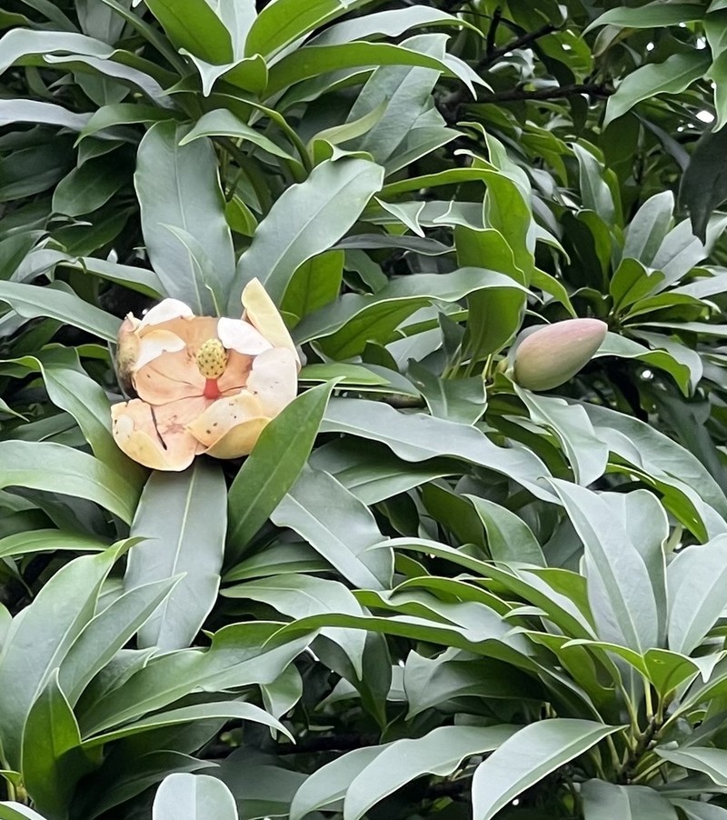 Magnolia fordiana photo 3