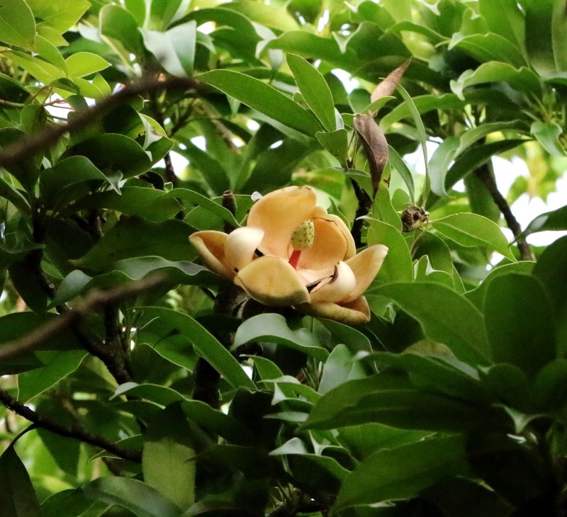 Magnolia fordiana photo 5