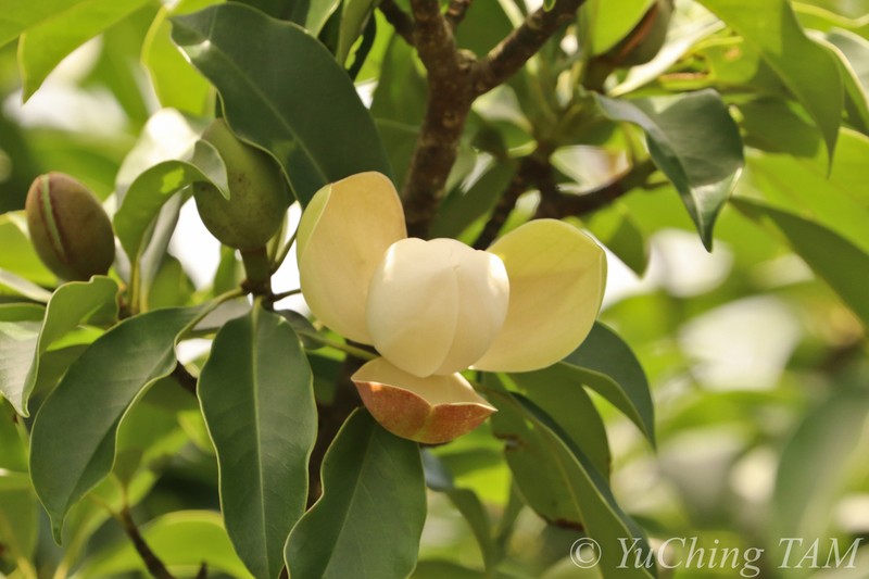 Magnolia fordiana photo 8