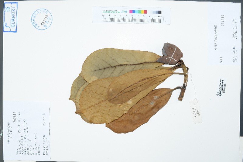 Magnolia fordiana var. calcarea
