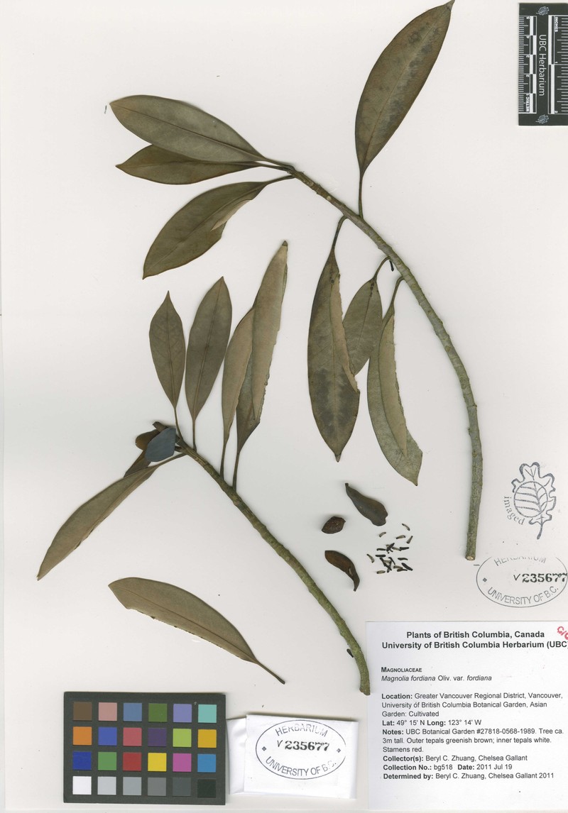 Magnolia fordiana var. fordiana