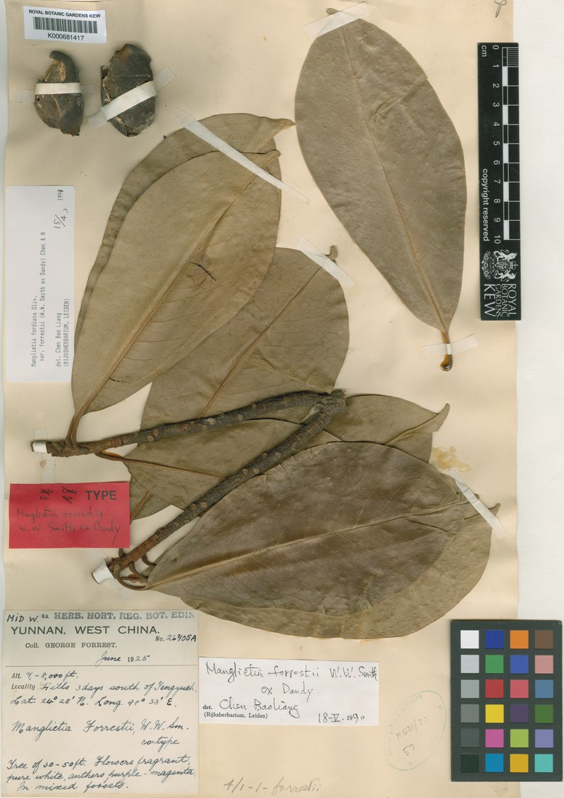 Magnolia fordiana var. forrestii