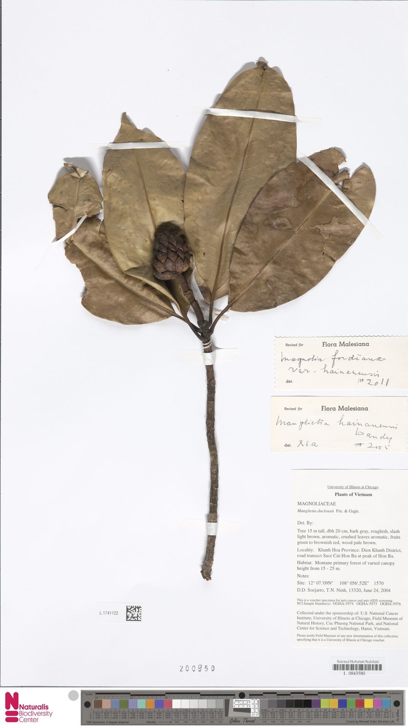 Magnolia fordiana var. hainanensis