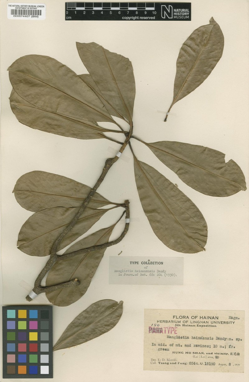 Magnolia fordiana var. hainanensis photo 2