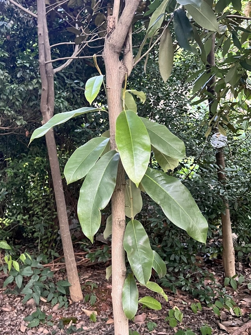 Magnolia foveolata
