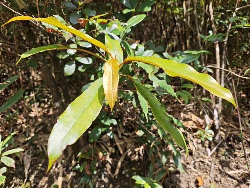 Magnolia foveolata photo 2
