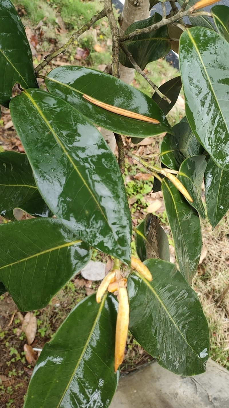 Magnolia foveolata photo 3