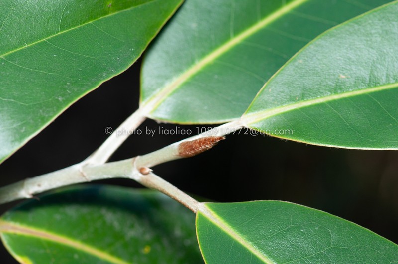 Magnolia foveolata photo 4