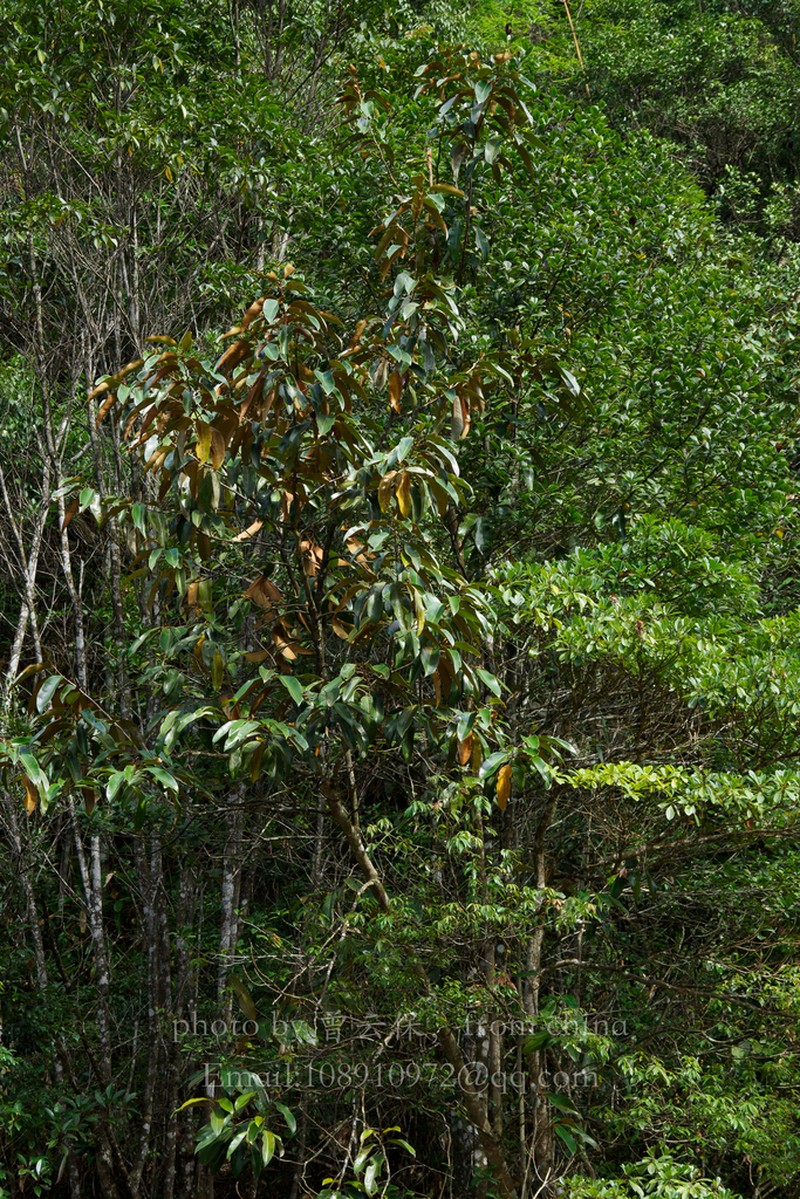 Magnolia foveolata photo 6