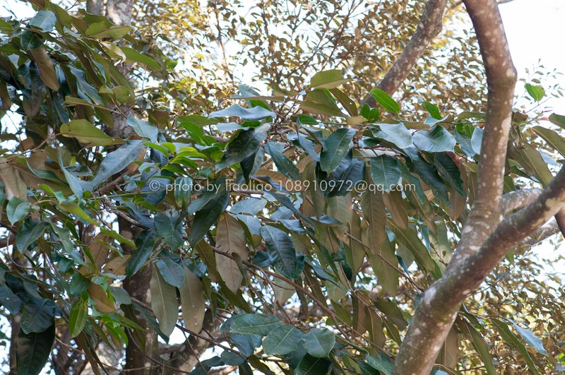Magnolia foveolata photo 7