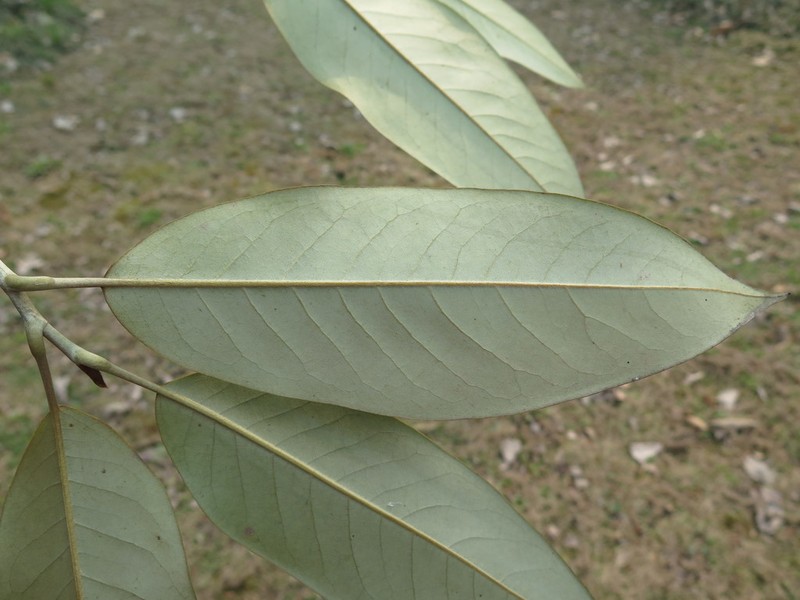 Magnolia foveolata photo 8
