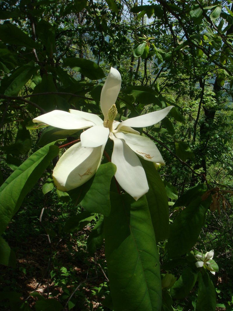 Mountain Magnolia
