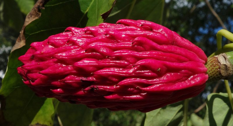Mountain Magnolia photo 4