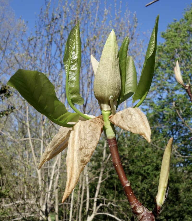 Mountain Magnolia photo 5