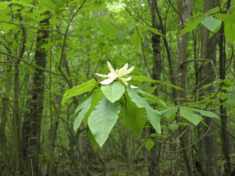 Mountain Magnolia photo 6