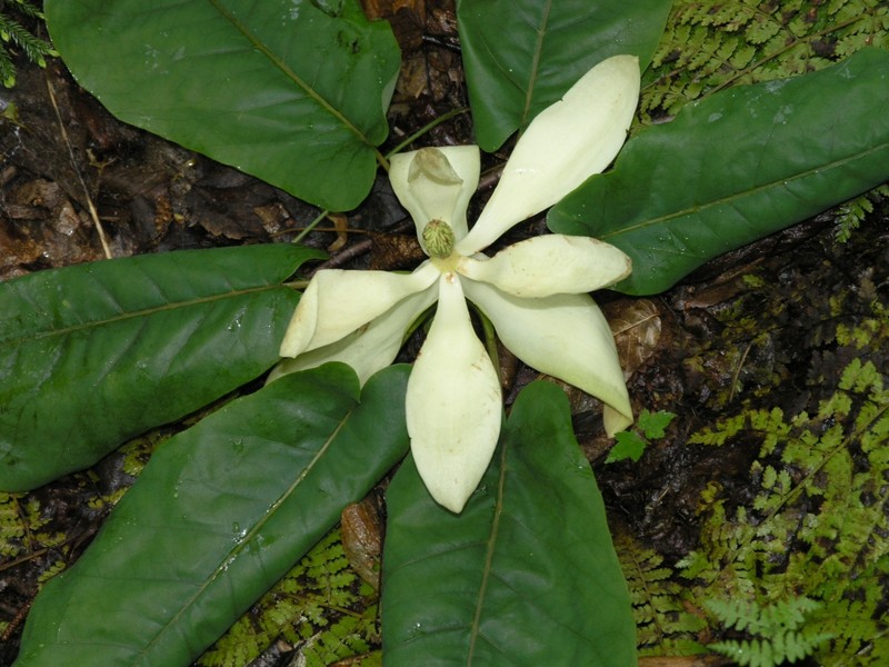 Mountain Magnolia photo 7