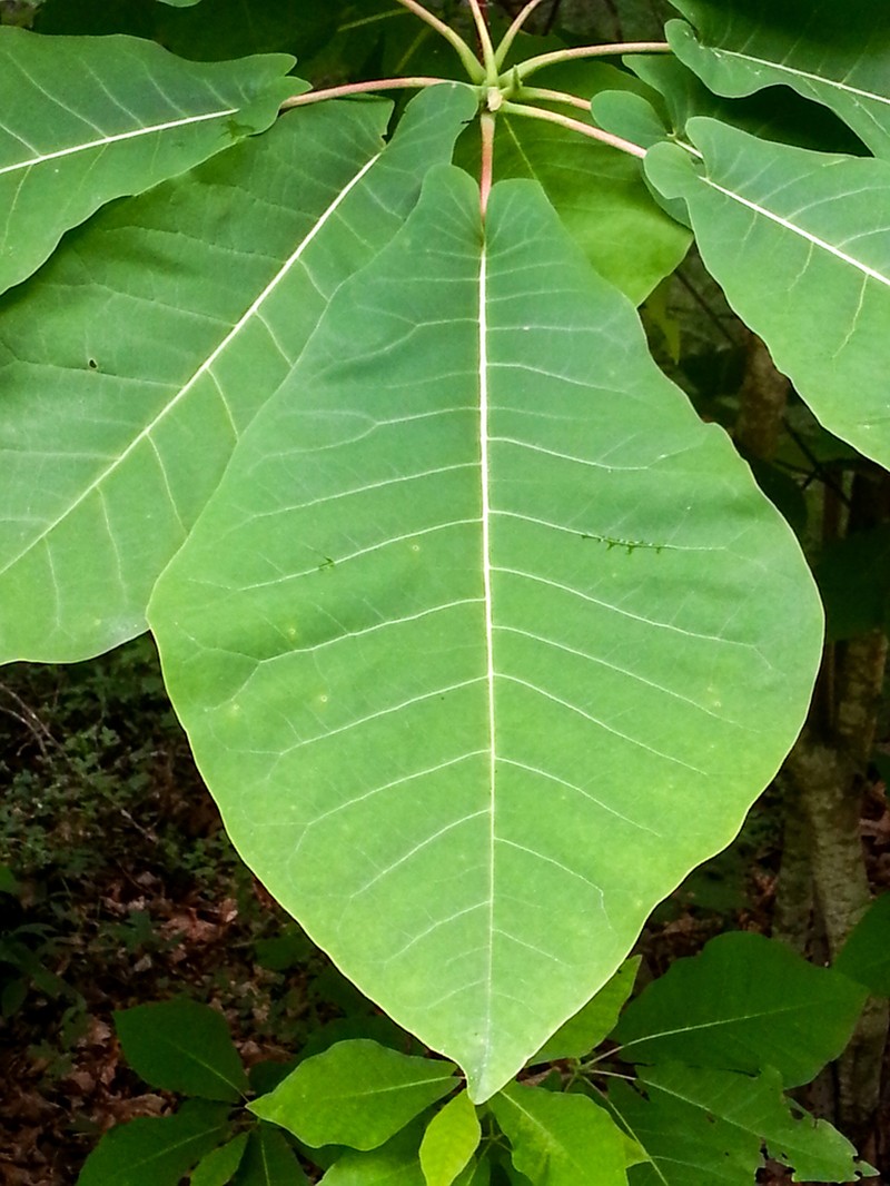 Mountain Magnolia photo 6