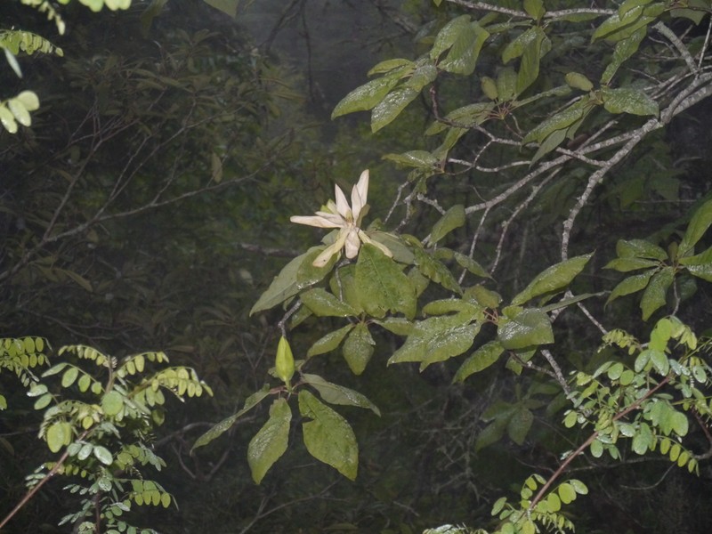 Mountain Magnolia photo 7