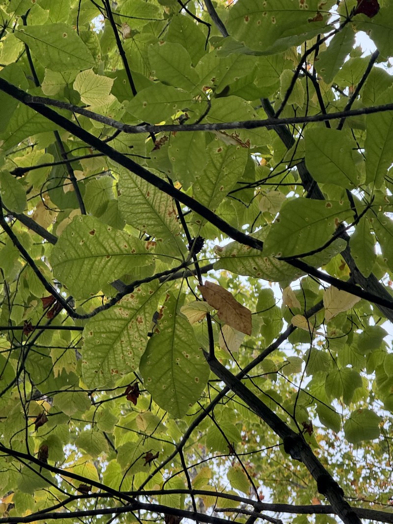 Magnolia fraseri var. fraseri