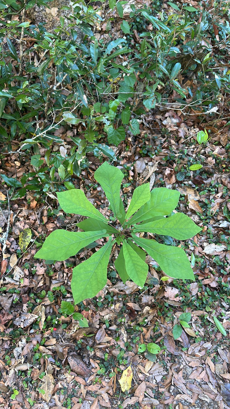 Pyramid Magnolia