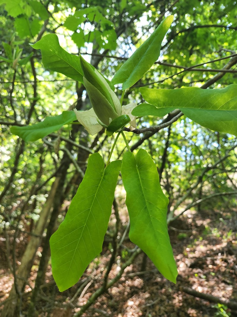 Pyramid Magnolia photo 2