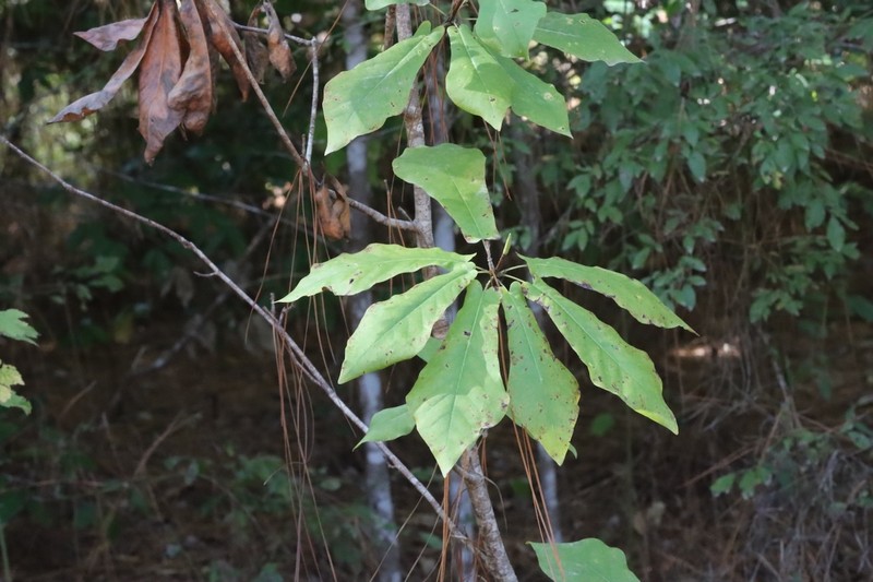 Pyramid Magnolia photo 3