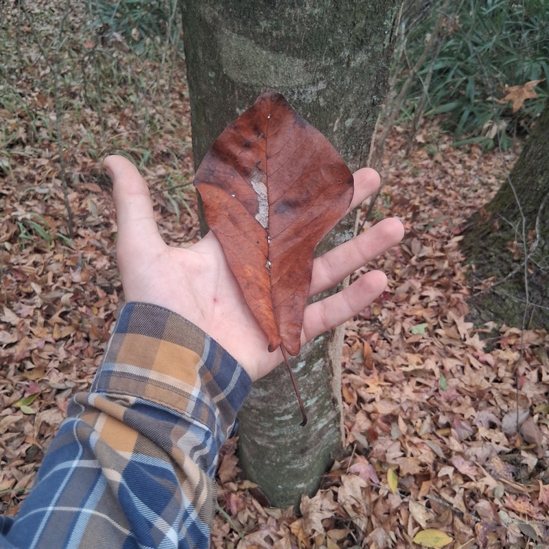 Pyramid Magnolia photo 4