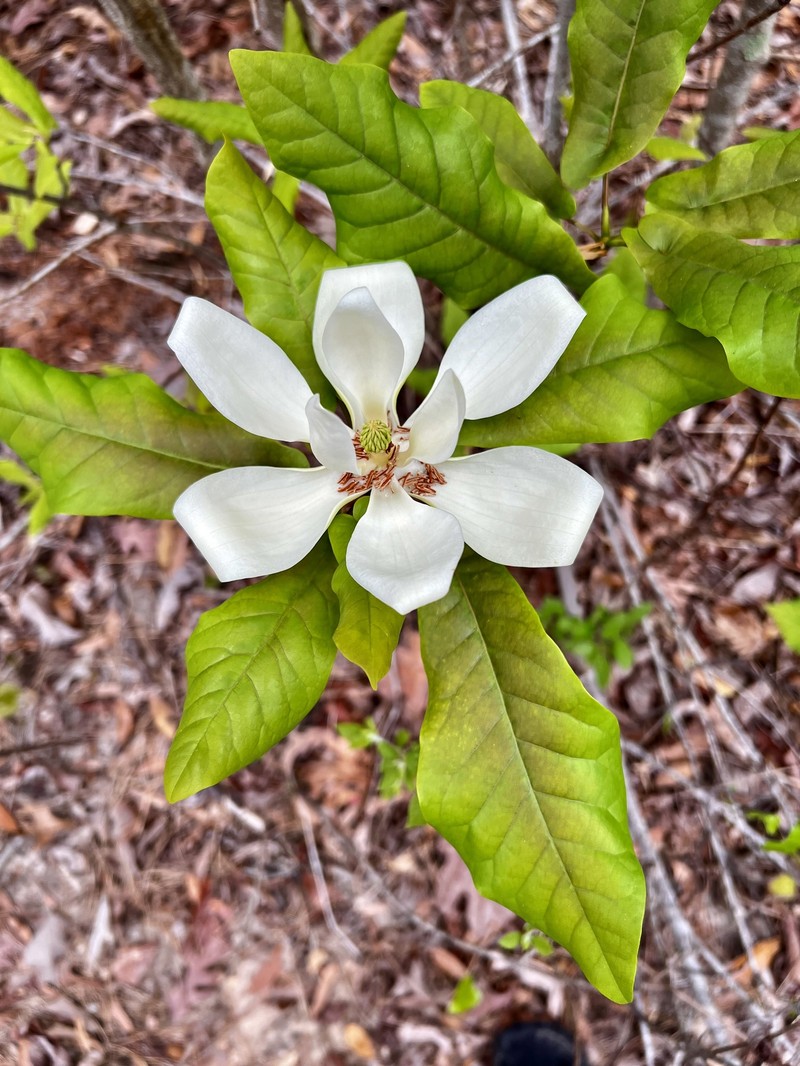 Pyramid Magnolia photo 6