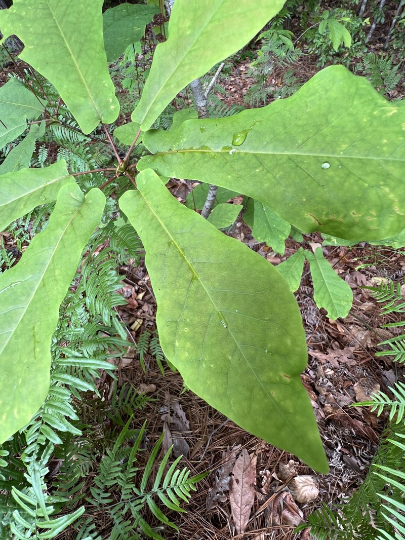 Pyramid Magnolia photo 7