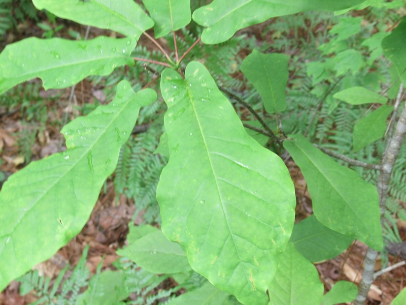 Pyramid Magnolia photo 8