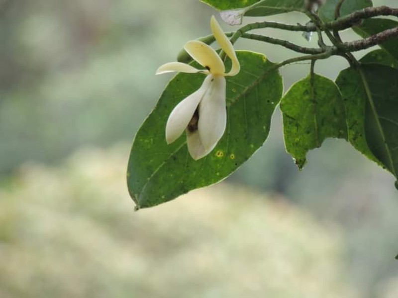 Magnolia frontinoensis photo 2
