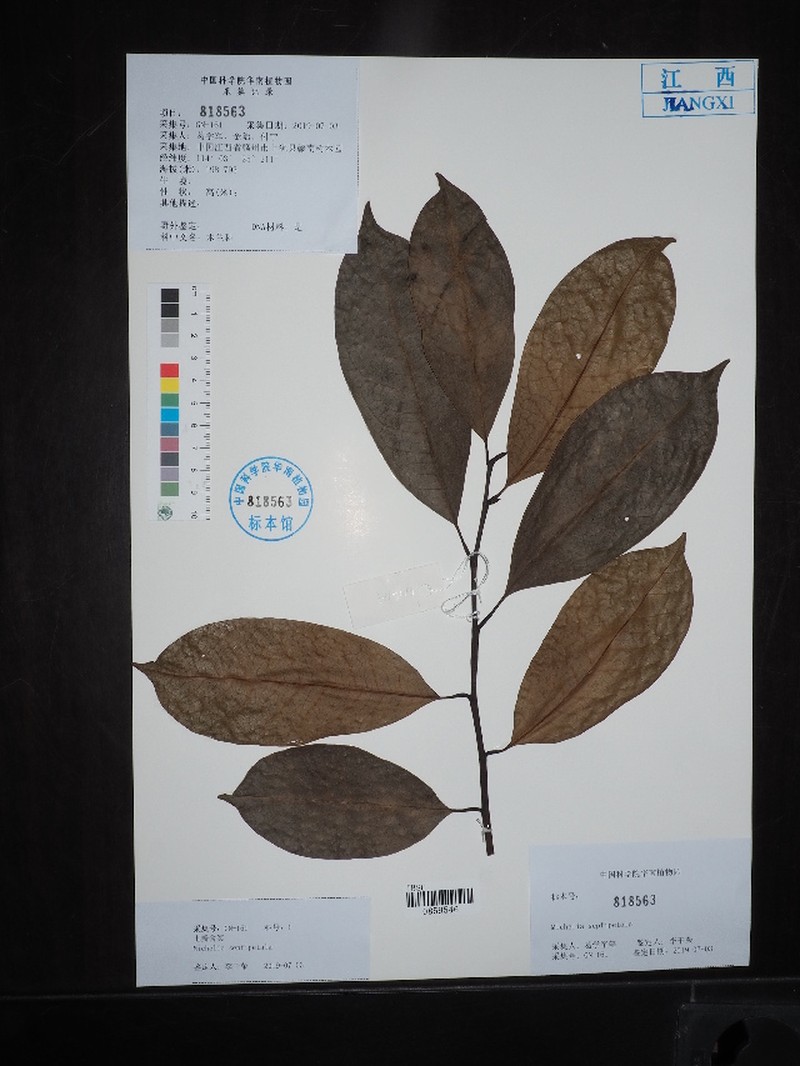 Magnolia fujianensis