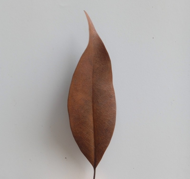Magnolia fulva