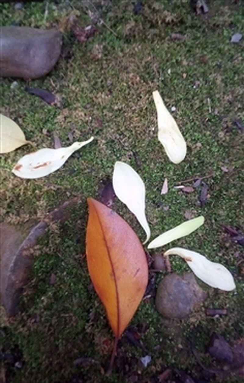 Magnolia fulva photo 3