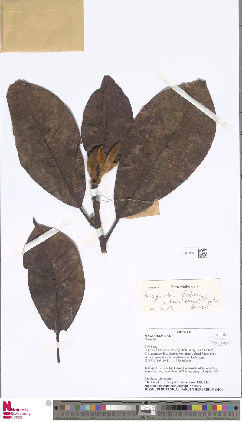 Magnolia fulva photo 4