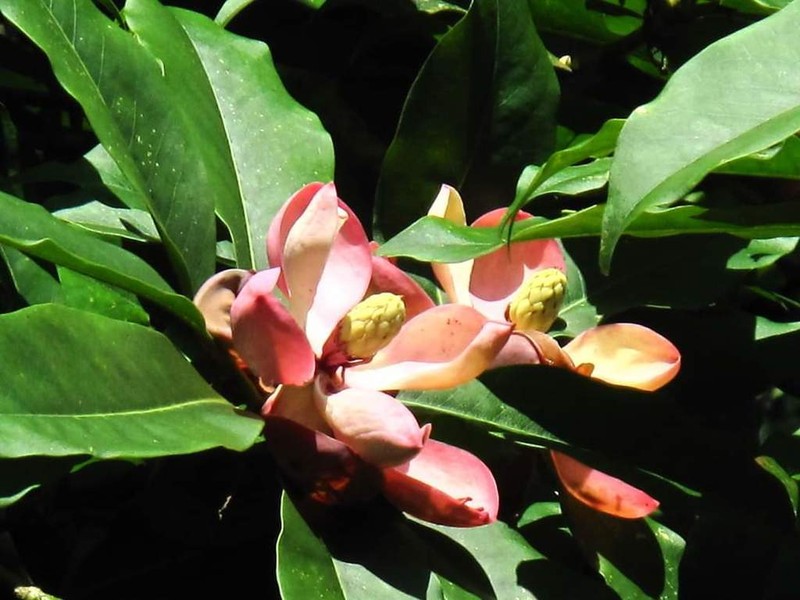 Magnolia garrettii