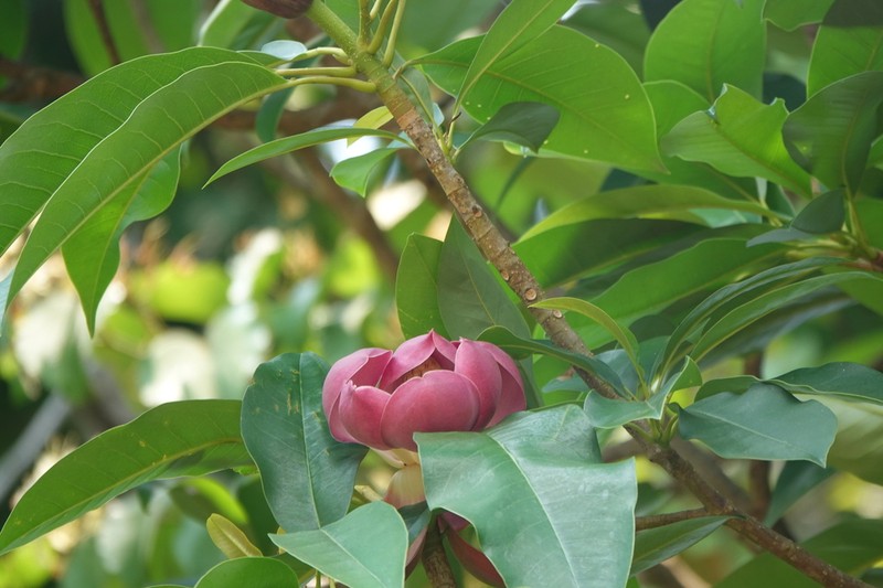 Magnolia garrettii photo 3