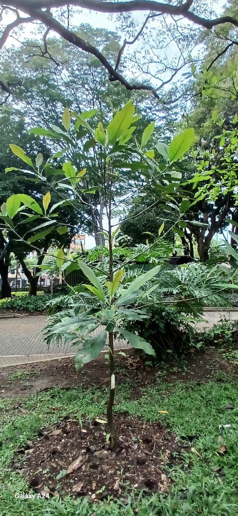 Magnolia garrettii photo 4