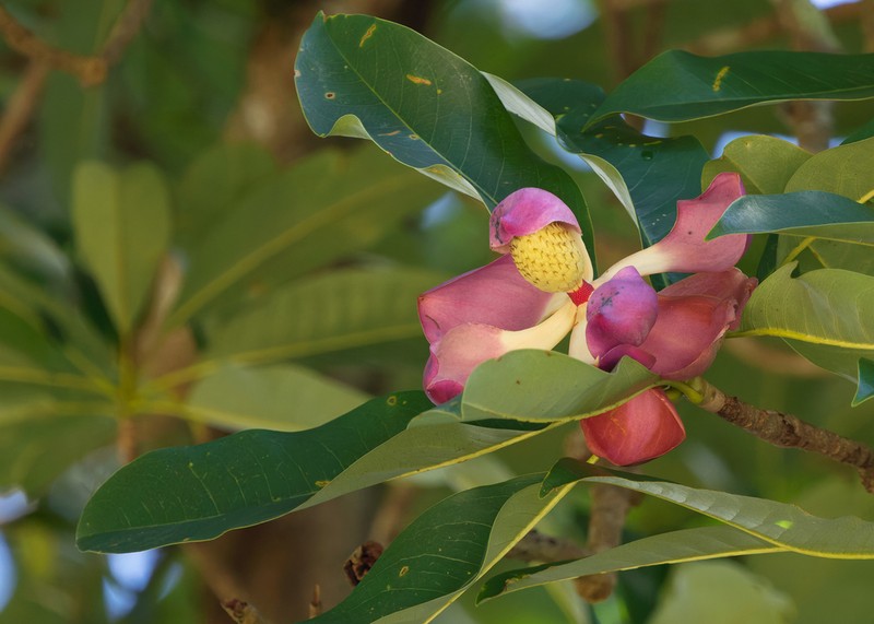 Magnolia garrettii photo 5