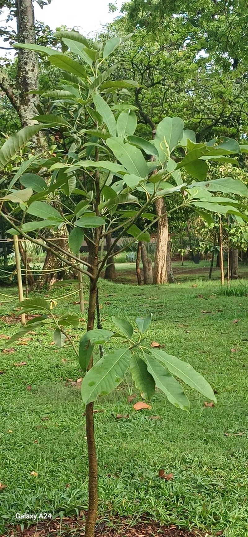 Magnolia garrettii photo 6