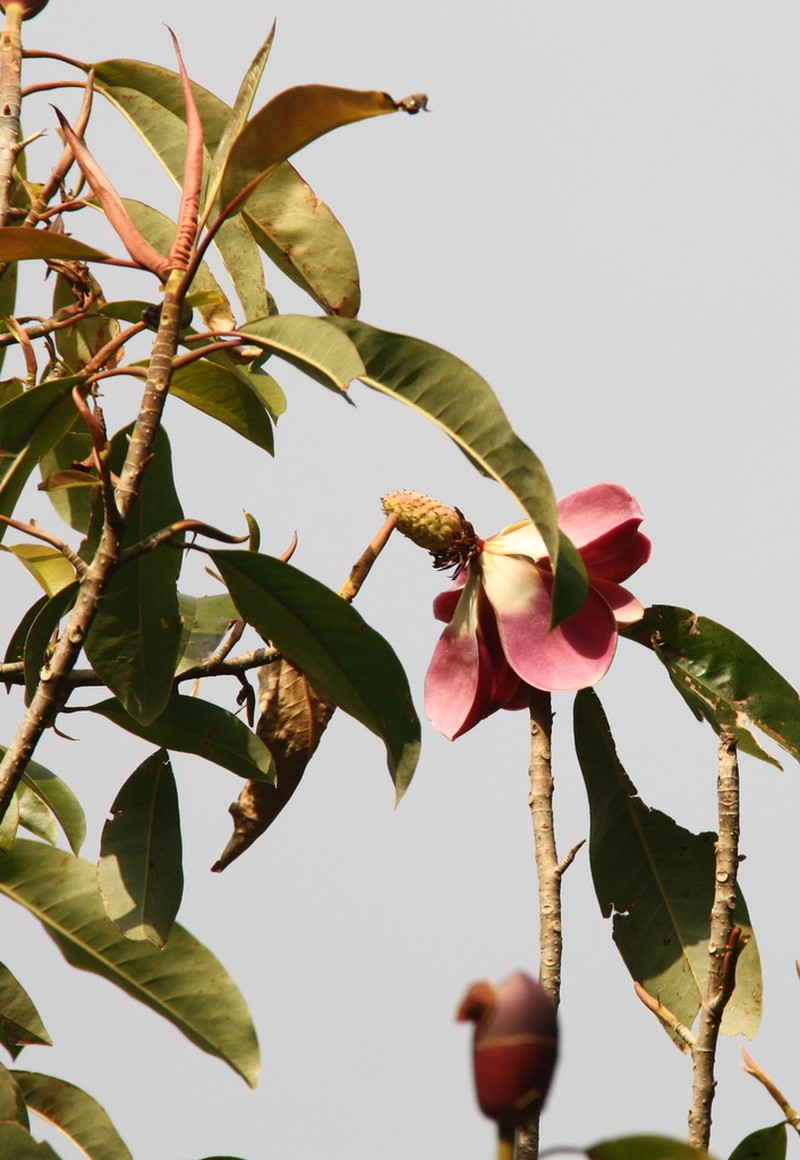 Magnolia garrettii photo 8