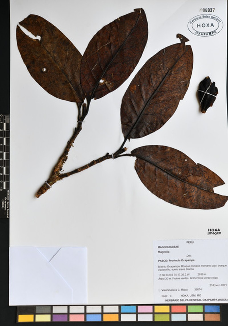 Magnolia gentryi