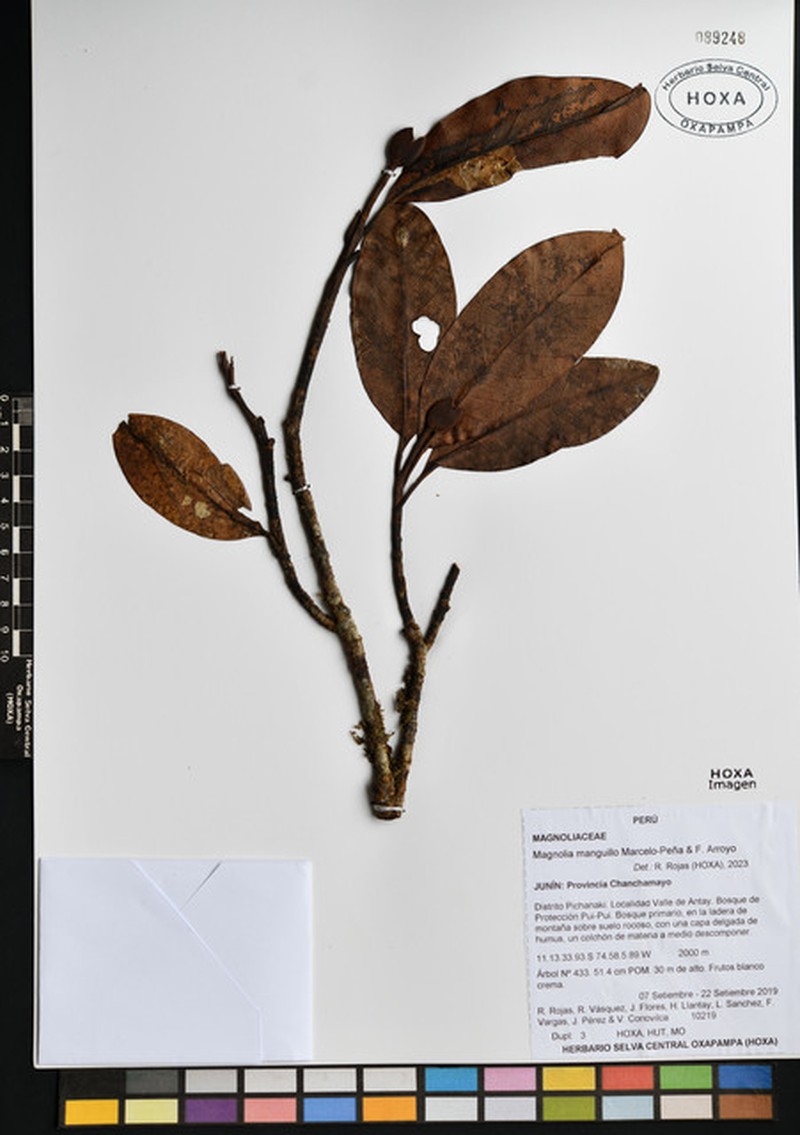 Magnolia gentryi photo 2