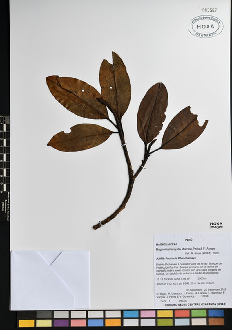 Magnolia gentryi photo 3