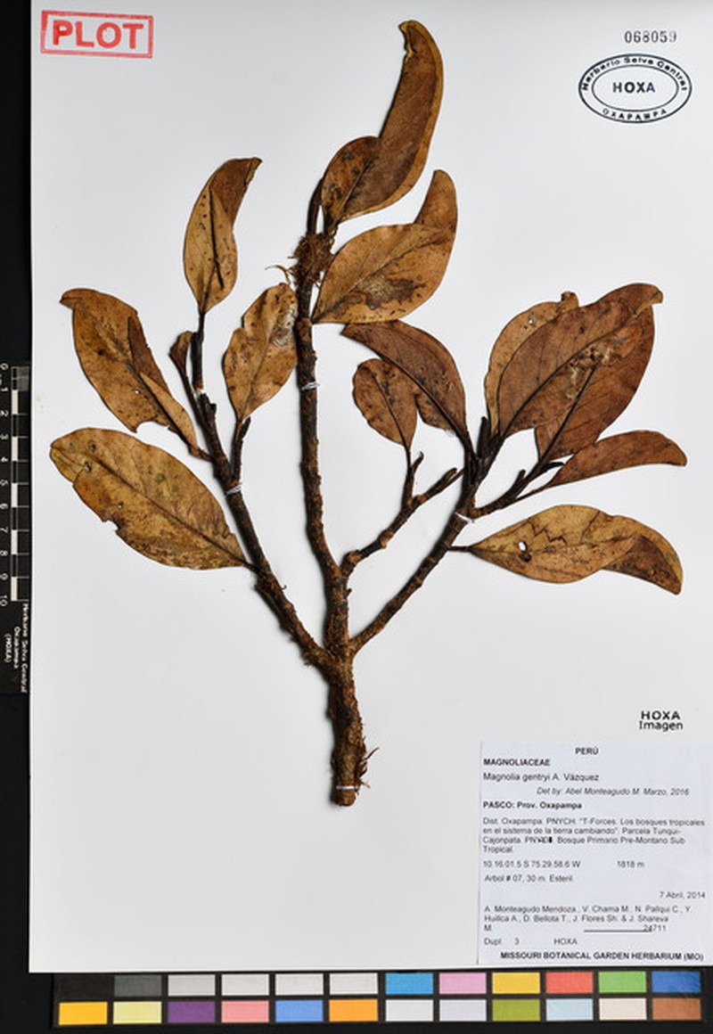 Magnolia gentryi photo 4