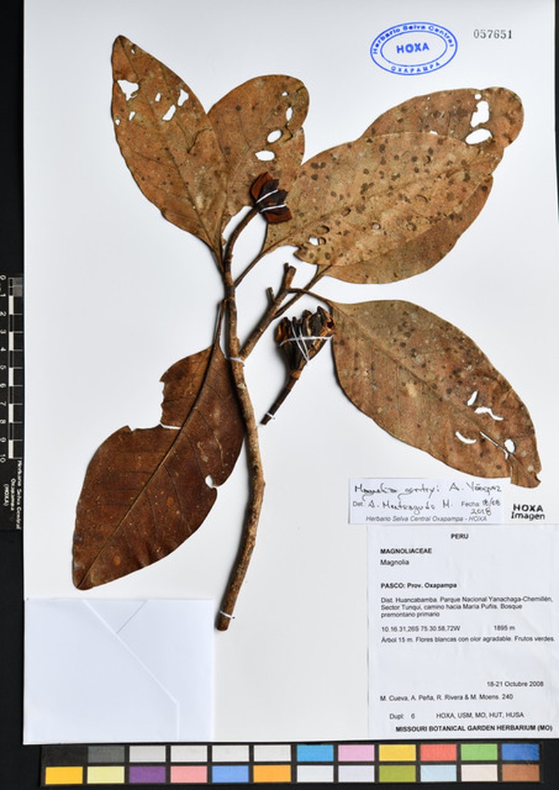 Magnolia gentryi photo 5