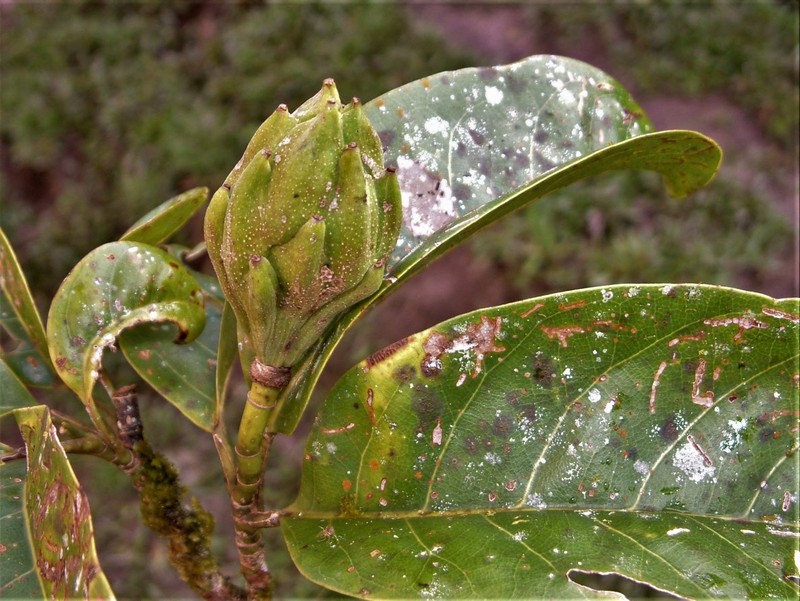 Magnolia gentryi photo 6
